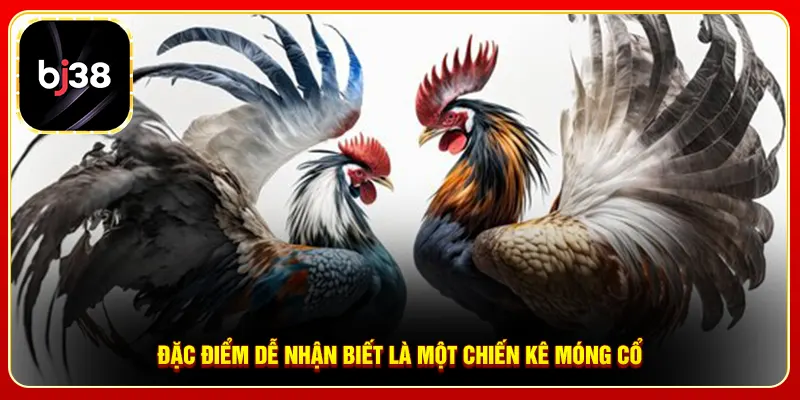 Đặc điểm dễ nhận biết là một chiến kê móng cổ