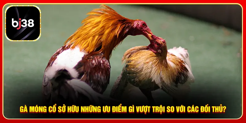 Gà móng cổ sở hữu những ưu điểm gì vượt trội so với các đối thủ?