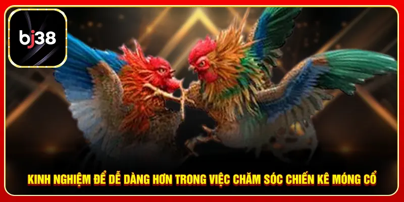 Kinh nghiệm để dễ dàng hơn trong việc chăm sóc chiến kê móng cổ