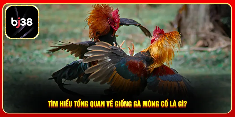 Tìm hiểu tổng quan về giống gà móng cổ là gì?